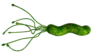 helicobacter pylori no hay excusas