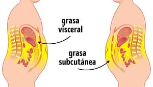 grasa subcutanea vs grasa visceral no hay excusas